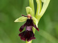 Storczyk dwulistnik muszy (Ophrys insectifera L.). Fot. H. Krisp, źródło: http://commons.wikimedia.org/wiki/Ophrys_insectifera#mediaviewer/File:Fliegen-Ragwurz_Ophrys_insectifera.jpg, dostęp: 13.11.14.
